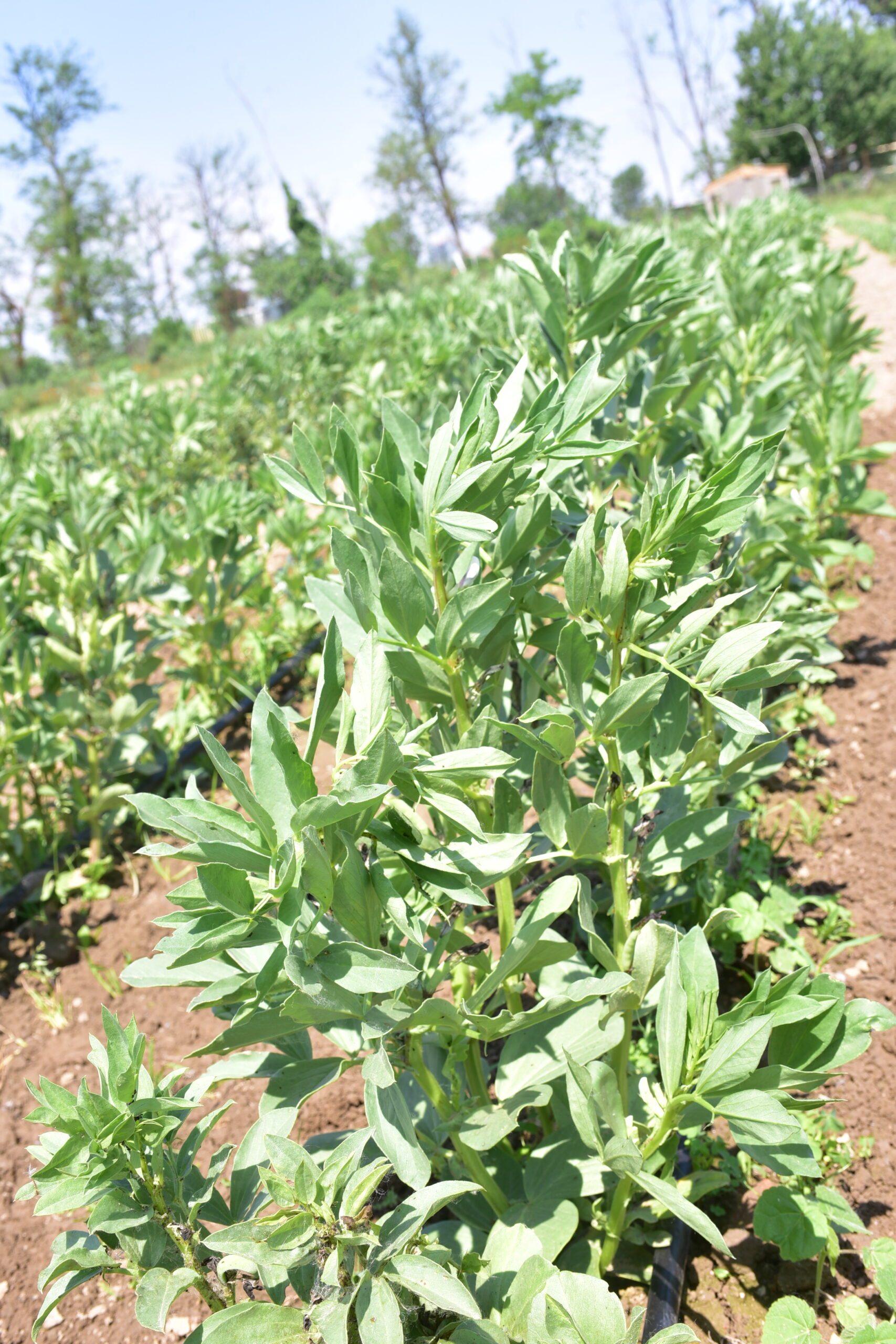 Agrivis - Societa` Coperativa Agricola Sociale — foto 3